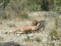 Etosha